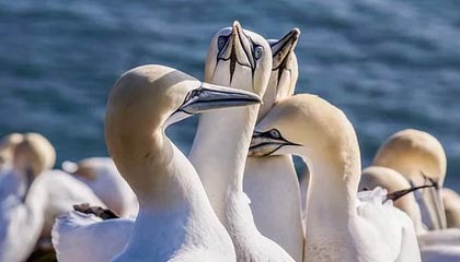 mksport-有仇必报！布朗运球被校长断下，下一回合直接突破将其隔扣