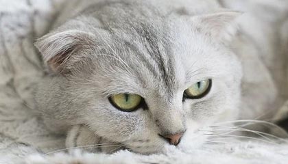 mk体育-华体会官方网:全方位体验引领体育梦想