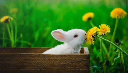 mk体育-华体会官方网：全方位体验引领体育梦想